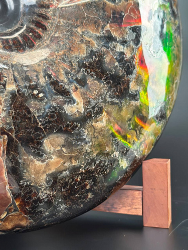 Аммонит Craspedodiskus discofalkatus красный перламутр 