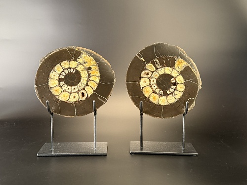 Аммонит Speetoniceras versicolor ПАРА 20х19 см