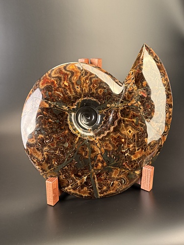 Аммонит Craspedodiskus discofalkatus 420х360 мм
