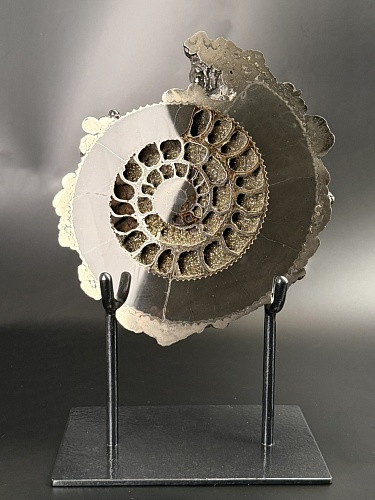 Аммонит Speetoniceras versicolor  26х23 см