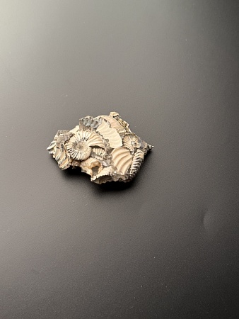 Аммонит Deshayesites volgensis 60х43 мм