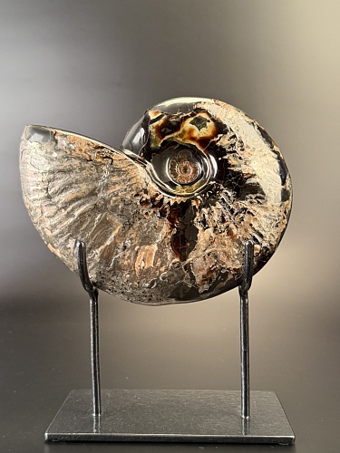 Аммонит Deshayesites imitator  210 х160мм