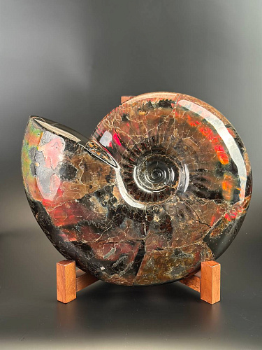 Аммонит Craspedodiskus discofalkatus красный перламутр 