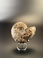 Аммонит Craspedodiskus discofalkatus  150х110 мм