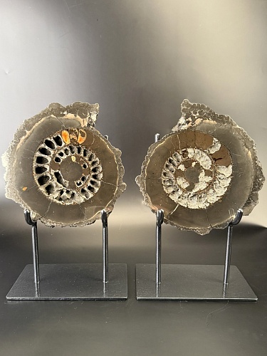 Аммонит Speetoniceras versicolor ПАРА 24х22 см