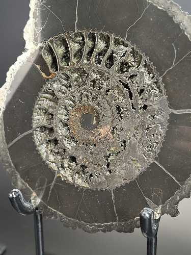 Аммонит Speetoniceras versicolor ПАРА 27х24 см 