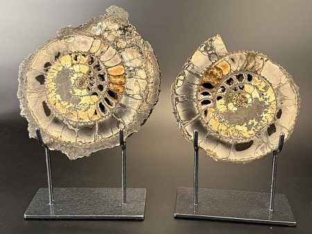 Аммонит Speetoniceras versicolor ПАРА 18х16 см