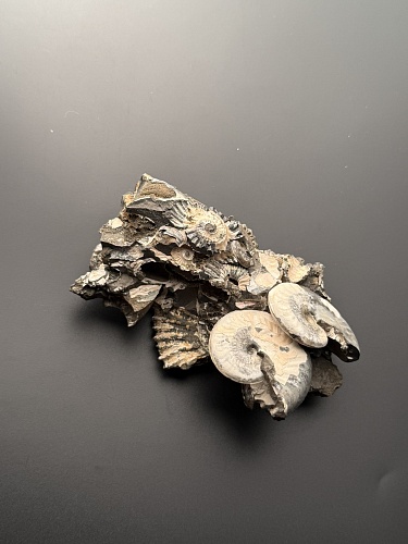 Аммонит Deshayesites volgensis 120х72 мм