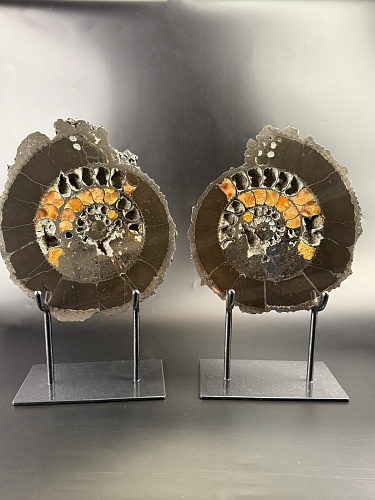 Аммонит Speetoniceras versicolor ПАРА 31х26 см