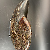 Аммонит Craspedodiskus discofalkatus  290х250 мм