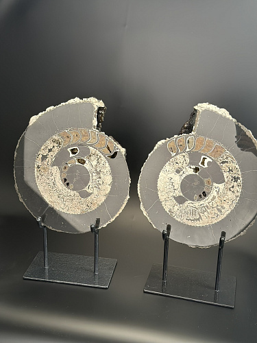 Аммонит Speetoniceras versicolor ПАРА  35х30 см