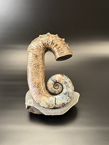 Развернутый аммонит Audouliceras 180х130х80 мм