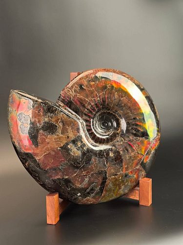 Аммонит Craspedodiskus discofalkatus красный перламутр 