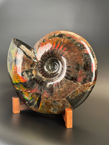 Аммонит Craspedodiskus discofalkatus красный перламутр 