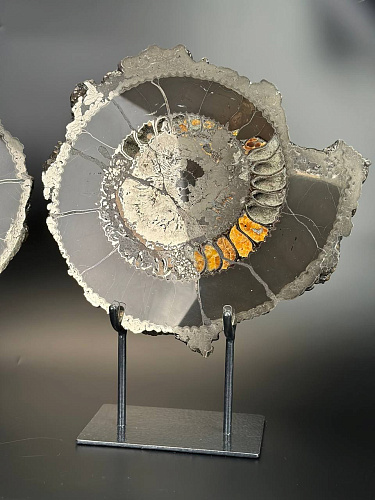 Аммонит Speetoniceras versicolor ПАРА 40х35 см