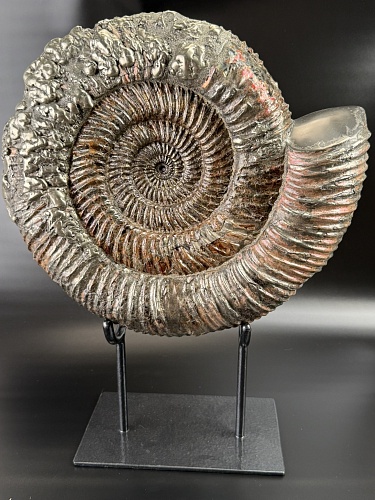 Аммонит Speetoniceras versicolor 32х30 см