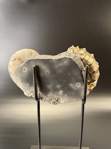 Развернутый аммонит Audouliceras 210х120х50 мм