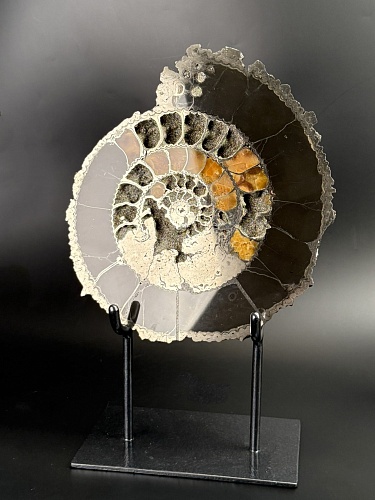 Аммонит Speetoniceras versicolor ПАРА 31х26 см