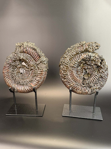 Аммонит Speetoniceras versicolor ПАРА 29х25 см