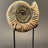 Аммонит Speetoniceras versicolor 17х15 см
