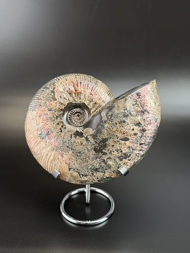 Аммонит Deshayesites  170х150 мм