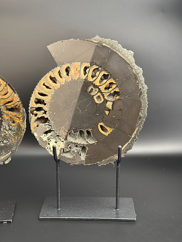 Аммонит Speetoniceras versicolor ПАРА 24х20 см    