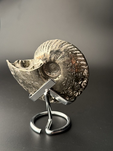 Аммонит Quenstedtoceras 98х80х34 мм