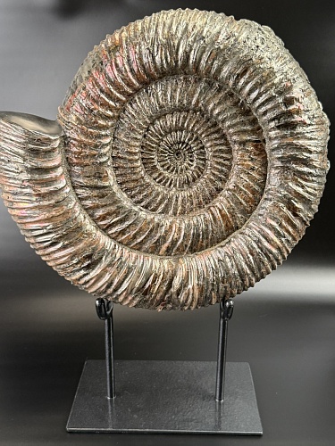 Аммонит Speetoniceras versicolor 32х30 см