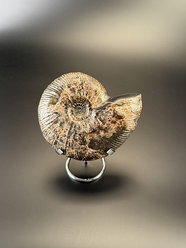 Аммонит Craspedodiskus discofalkatus  150х110 мм