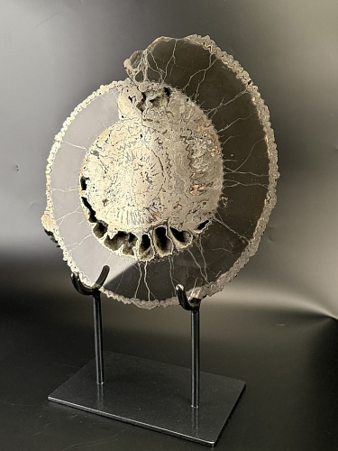 Аммонит Speetoniceras versicolor ПАРА 32х30 см