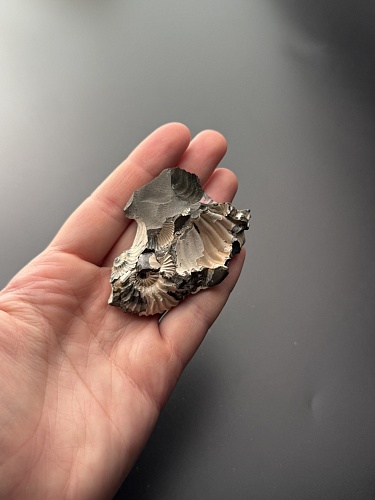 Аммонит Deshayesites volgensis 69х43 мм