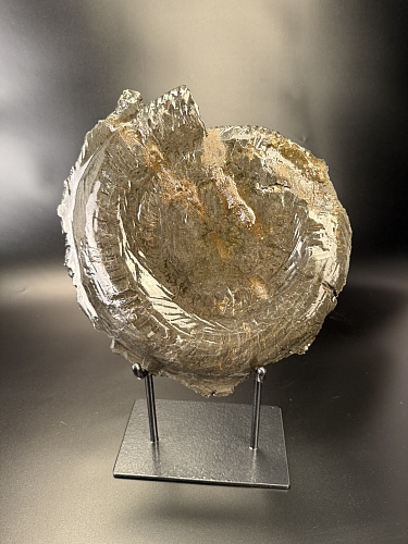 Аммонит Speetoniceras versicolor 35х30 см