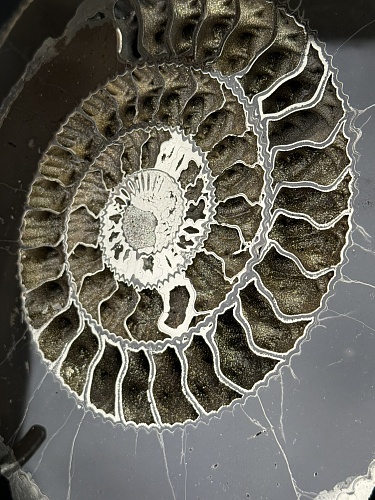 Аммонит Speetoniceras versicolor ПАРА 34 х 30 см