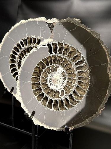 Аммонит Speetoniceras versicolor ПАРА 34 х 30 см