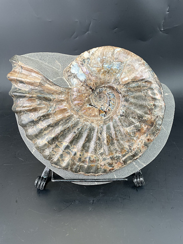 Аммонит Paradeshayesites sp. 350х290 мм