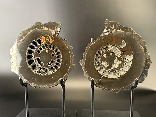 Аммонит Speetoniceras versicolor ПАРА 24х22 см