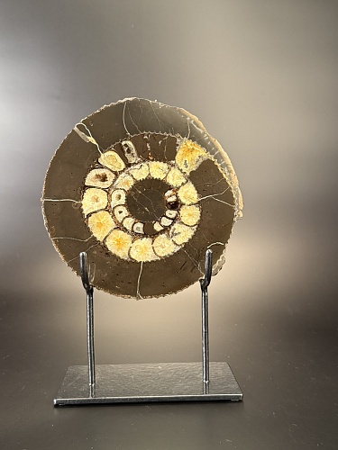 Аммонит Speetoniceras versicolor ПАРА 20х19 см