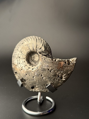 Аммонит Quenstedtoceras 98х80х34 мм