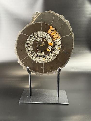 Аммонит Speetoniceras versicolor распил 30х27 см