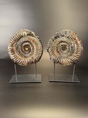 Аммонит Speetoniceras versicolor ПАРА 20х19 см