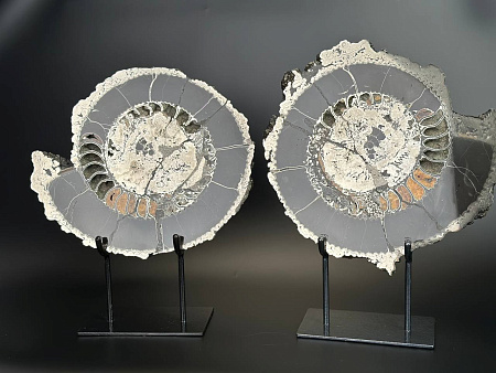 Аммонит Speetoniceras versicolor ПАРА 40х35 см