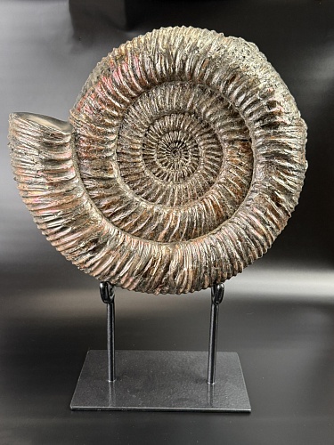 Аммонит Speetoniceras versicolor 32х30 см
