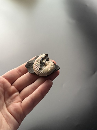 Аммонит Aconeceras trautscholdi 37х31 мм