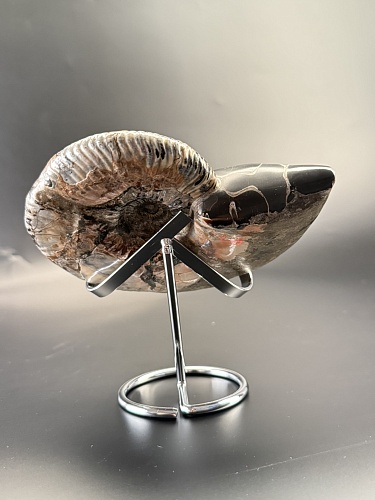 Аммонит Deshayesites  14х12 см