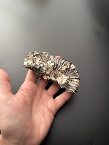 Аммонит Deshayesites volgensis 110 х 47 мм