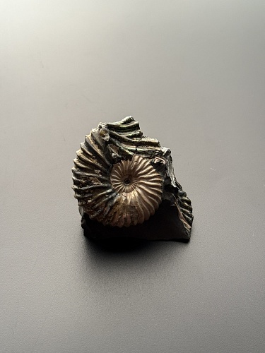 Аммонит Deshayesites volgensis 41х40 мм