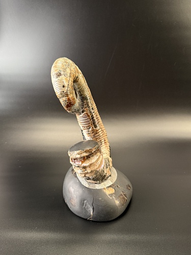 Развернутый аммонит Audouliceras 240х120х100 мм