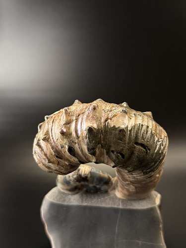 Развернутый аммонит Audouliceras 180х130х80 мм