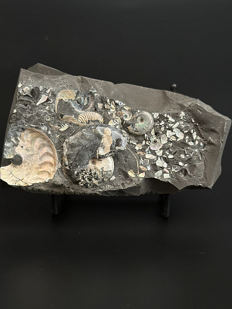 Аммонит Aconeceras tr. и Deshayesites volgensis слоек 115х60 мм