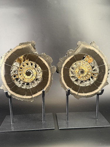 Аммонит  Speetoniceras versicolor ПАРА  24х22 см